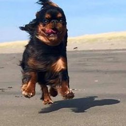Cavalier King Charles Spaniels from Anita Barr's Cavalier King Charles Spaniels