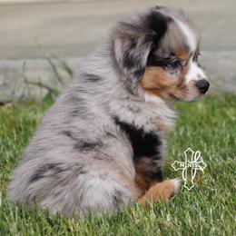 Cade - Blue merle male Miniature American Shepherd puppy in Elgin, Oregon from Cross L Miniature American Shepherds