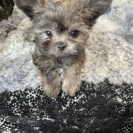 Mi-Ki Puppies from Rare Gem Mi-Ki’s LTD