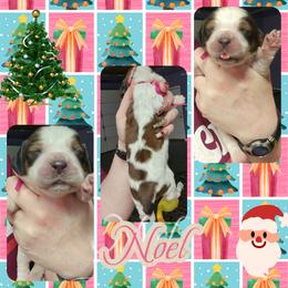 Noel - Liver white and tan female English Springer Spaniel puppy in Westover, Maryland from Sterling's springer Haven