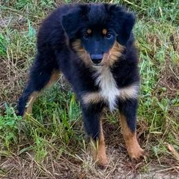Remi - Black tri female Toy Australian Shepherd puppy in Denmark, South Carolina from Rustic Rose Toy Australian Shepherds