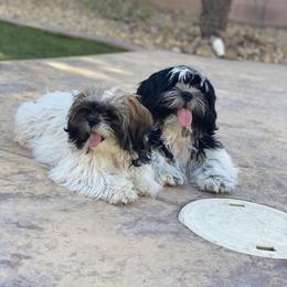 Shih Tzu All Grown Up from P and J Farms