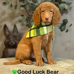 GoodLuck Bear- Green Collar - Red  male Goldendoodle puppy in Bay City, Texas from Charming Doods Goldendoodles