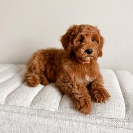 Doc - Orange Collar - Red  male Goldendoodle puppy in Billings, Montana from Montana Raised Doodles