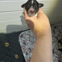 Stormie - Cream female Dachshund puppy in Wolf Lake, Indiana from Canisteo Dachshunds
