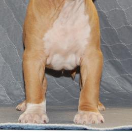 Male 4 - Red male American Staffordshire Terrier puppy in Ninety Six, South Carolina from Emerald Creek Kennel