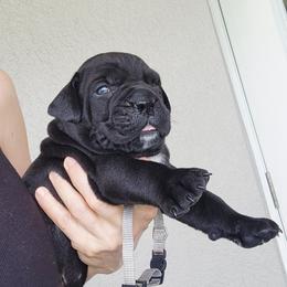 Ethan - Black male Cane Corso puppy in Palm Coast, Florida from Northgold Cane Corso