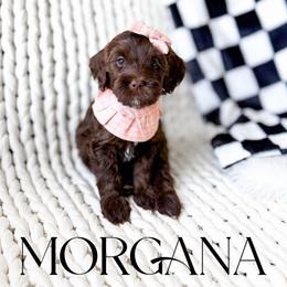 Morgana - Chocolate female Goldendoodle puppy in Springville, Utah from Happy Doodle