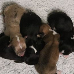 Cinnamon - Sable and white female American Corgi puppy in Fayetteville, Arkansas from Intergalactic Corgis