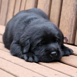 Pumpkin - Black male Labrador Retriever puppy in Camden, Indiana from Prebleridge Acres