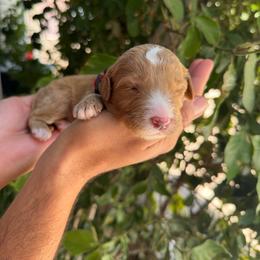 Simon - Parti male Goldendoodle puppy in Barstow, California from Golden Desert Doodles
