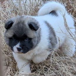Yuri's Girl 4 - White female Akita puppy in South Carolina from Sierra Mountain Akitas