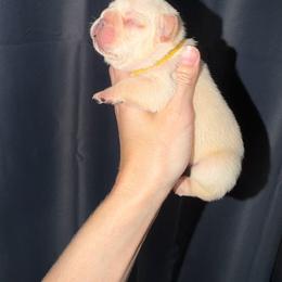 Yellow collar - Cream male French Bulldog puppy in Port Charlotte, Florida from Cloud Nine Ranch Bullies