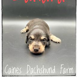 Zahara - Blue and cream female Dachshund puppy in Cincinnati, Ohio from Caines Dachshund Farm