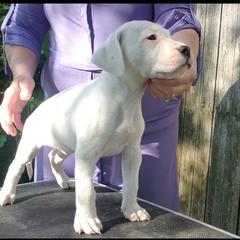 Dogo Argentino Puppies from Amy Collins