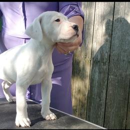 Dogo Argentino Puppies from Amy Collins