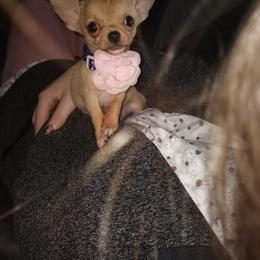 Chihuahua Puppies from Naples Tiny Dogs
