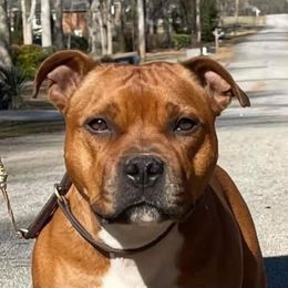 Zelda - Staffordshire Bull Terrier