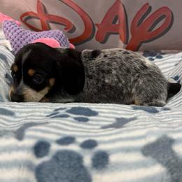 Boy 2 - Piebald male Dachshund puppy in Irving, Texas from DFW Dachshunds by G & S