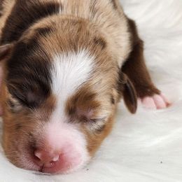 Michelangelo - Miniature Australian Shepherd puppy from Angel's Aussies