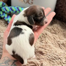 Bo-peep - Piebald female Dachshund puppy in Paso Robles, California from Drift & Dash Dachshunds