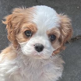 Cavalier King Charles Spaniels and Dachshunds from Mtn to Sea