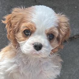 Cavalier King Charles Spaniels and Dachshunds from Mtn to Sea