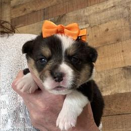 JO AKC - Black and tan female Pembroke Welsh Corgi puppy in Hinton, Oklahoma from Green Cloud Ranch