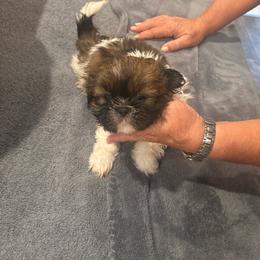 Puppy 4 - Sable and white male Shih Tzu puppy in Martinton, Illinois from Iroquois River Beagles