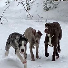 Great Dane Puppies from BkB’s House of Danes