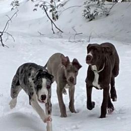 Great Dane Puppies from BkB’s House of Danes