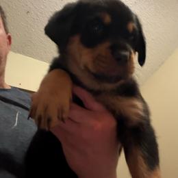 Orange girl - Black and mahogany female Rottweiler puppy in Colorado Springs, Colorado from Von Locher Rotties