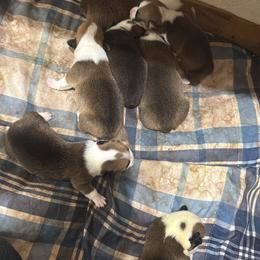 Pembroke Welsh Corgi Puppies from Solo spur ranch