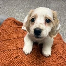 Lyla - Piebald female Dachshund puppy in Chillicothe, Ohio from Brittney's Dachshunds