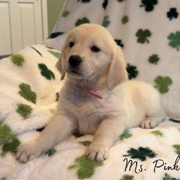Ms. Pink - Light golden female Golden Retriever puppy in Willis, Texas from Lakemist Retrievers