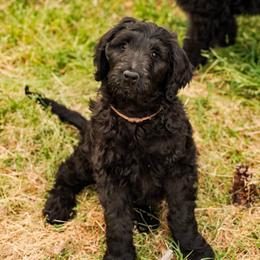 Vesper - Phantom male Goldendoodle puppy in Portsmouth, Virginia from Hopping Howlers Ranch