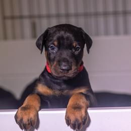 Red boy - Black and rust male Doberman Pinscher puppy in Shelby, North Carolina from IronBee Dobermans