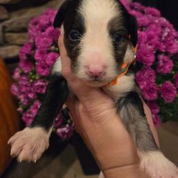 Waylon-Boy 1 - Blue merle male Aussiedoodle puppy in Mouth Of Wilson, Virginia from Holly Ridge Aussies, Aussiedoodles & Corgis