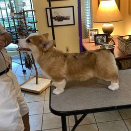 Pembroke Welsh Corgi Puppies from Silver Mae Kennel