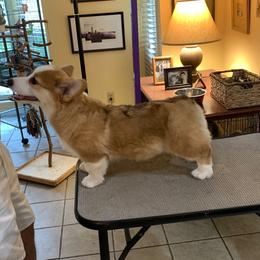 Pembroke Welsh Corgi Puppies from Silver Mae Kennel