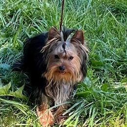 Dale - Black and gold male Yorkshire Terrier puppy in Kendallville, Indiana from Yorkies Kisses/Rusalka Siren Song