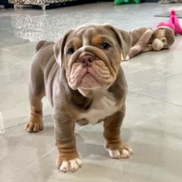 Daisy - Fallow female Bulldog puppy in Las Vegas, Nevada from Let it Ride Bulldogs