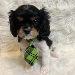 Cavalier King Charles Spaniel Puppies from Heaven Sent Cavaliers