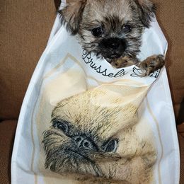 Brussels Griffon Puppies from Turkey Ridge Brussels Griffons