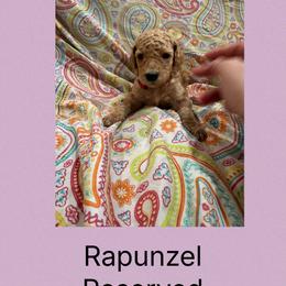 AKC Standard poodle Rapunzel - Apricot female Poodle puppy in Harrisburg, Arkansas from Ransone’s Ridge Runners Poodles and Doodles