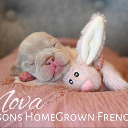 French Bulldog Puppies from Beason’s HomeGrown Frenchies