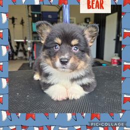 Bear - Black and tan male Pembroke Welsh Corgi puppy in Necedah, Wisconsin from The 6Ks Paws and Hobbies