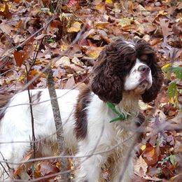 bert - Cocker Spaniel