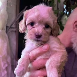 Sweet Cream - with training - Cream female Cockapoo puppy in Boonville, North Carolina from Doods & Dolls