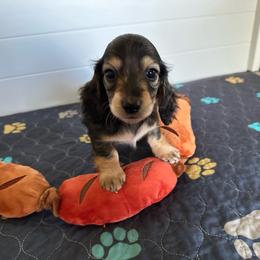 Moxie-    (Piano) - Black and cream female Dachshund puppy in Wolf Lake, Indiana from Canisteo Dachshunds